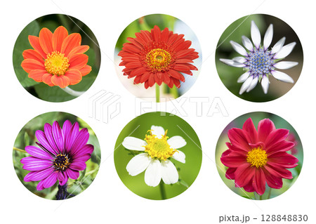 collection of circle flowers stickers. circle tags with flowers on white background 128848830