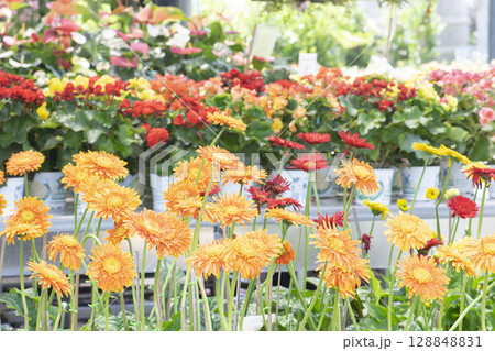 colorful flowers in the garden. 128848831