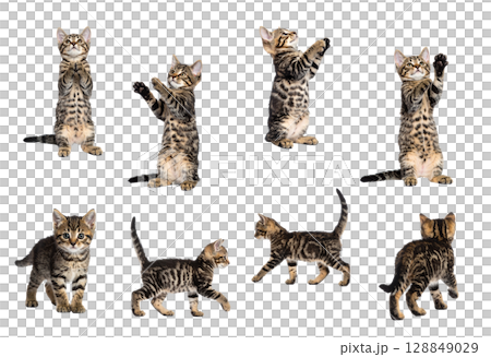小貓的各種姿勢（透明背景） 128849029
