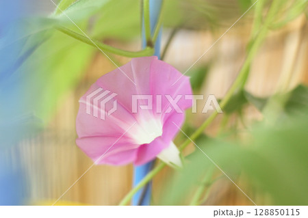 ピンクの朝顔 128850115