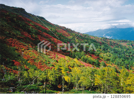 Hokkaido / 秋の北海道を歩く~大雪山系 愛山渓登山道界隈の紅葉の絶景(当麻岳・比布岳) Hokkaido / 秋の北海道を歩く~大雪山系 愛山渓登山道界隈の紅葉の絶景(当麻岳・比布岳) 128850695