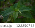 ヨウシュヤマゴボウ 128850742