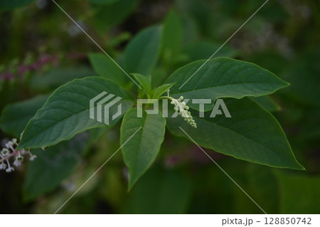 ヨウシュヤマゴボウ 128850742