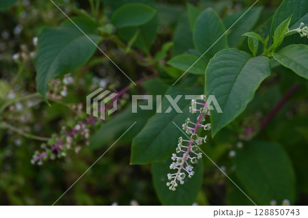 ヨウシュヤマゴボウ 128850743