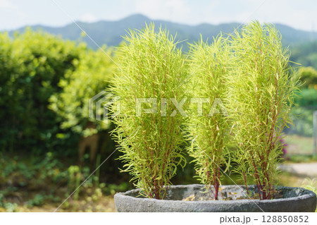 コキアを庭で育てる 128850852