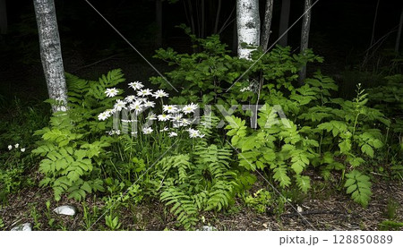 White Daisies in a Lush Forest Undergrowth 128850889