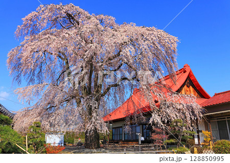 西念寺本堂前にて咲き乱れるシダレザクラ 128850995