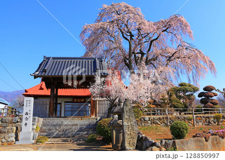 西念寺の山門、本堂、シダレザクラのコラボレーション 西念寺の山門、本堂、シダレザクラのコラボレーション 128850997