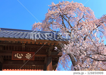 西念寺山門と枝垂れ桜のコラボレーション 西念寺山門と枝垂れ桜のコラボレーション 128850999