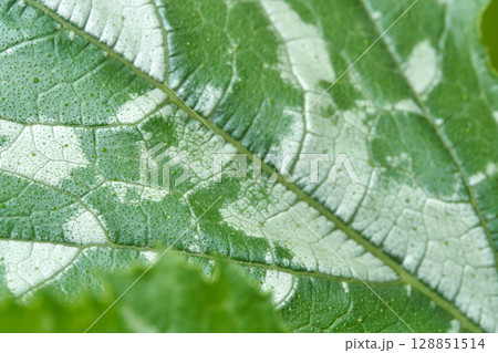 Close up of green leaf with detailed veins and natural texture in lush foliage 128851514