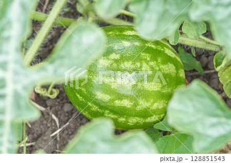 Young watermelon growing in a garden surrounded by lush green leaves on soil Young watermelon growing in a garden surrounded by lush green leaves on soil 128851543