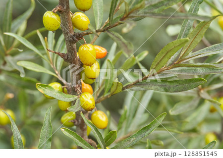 Close up of ripening sea buckthorn berries on branch with green leaves 128851545