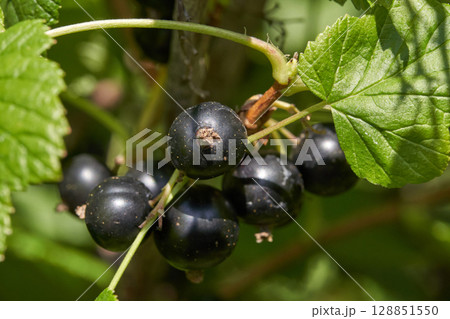 Close up of ripe black currants on bush with lush green leaves in sunlight 128851550