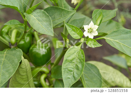 Green bell peppers growing on plant with white flower in garden setting Green bell peppers growing on plant with white flower in garden setting 128851558