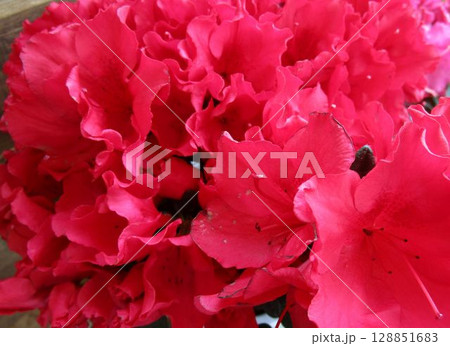 赤系のツツジの花のアップ 128851683
