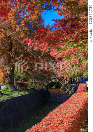 見頃を迎えたもみじ回廊のもみじの美しさ 128851730