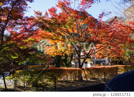 見頃を迎えたもみじ回廊のもみじの美しさ 見頃を迎えたもみじ回廊のもみじの美しさ 128851731