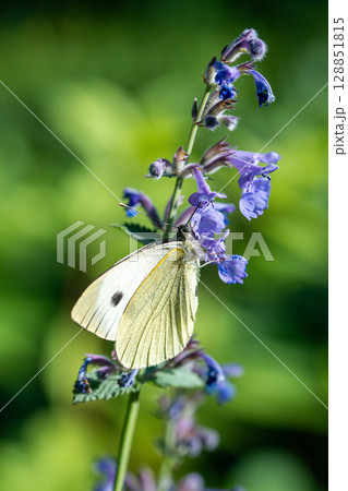 Large white butterfly lands on catnip flower in meadow. Close up fluttering insect pollinator 128851815