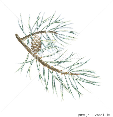 Christmas tree branch with Pine cone. Watercolor illustration of a winter plant. Hand drawn vintage sketch on white isolated background. Water color painting clip art image 128851916