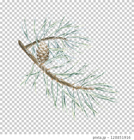 Christmas tree branch with Pine cone. Watercolor illustration of a winter plant. Hand drawn vintage sketch on white isolated background. Water color painting clip art image 128851916