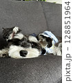 スライムみたいになった犬 128851964