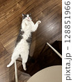 床に落ちてこちらをみて甘えてくる猫 128851966