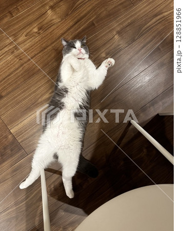 床に落ちてこちらをみて甘えてくる猫 床に落ちてこちらをみて甘えてくる猫 128851966