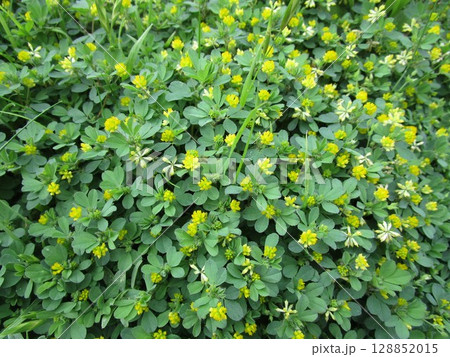 コメツブツメクサの群生 128852015