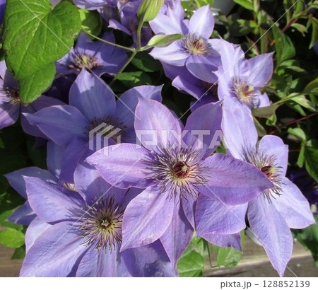 薄紫のクレマチスの花のアップ 薄紫のクレマチスの花のアップ 128852139