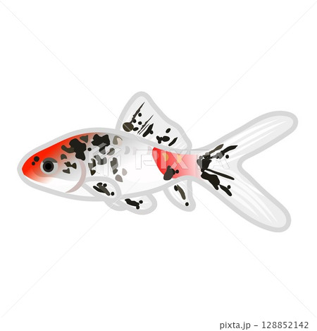 キャリコ和金のイラスト 128852142