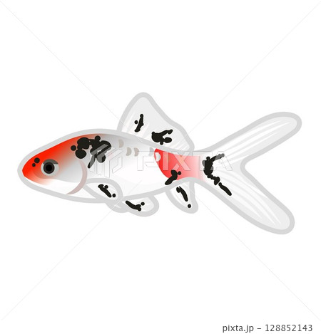 キャリコ和金のイラスト 128852143