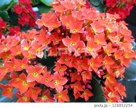 オレンジ色のカランコエの花のアップ オレンジ色のカランコエの花のアップ 128852254