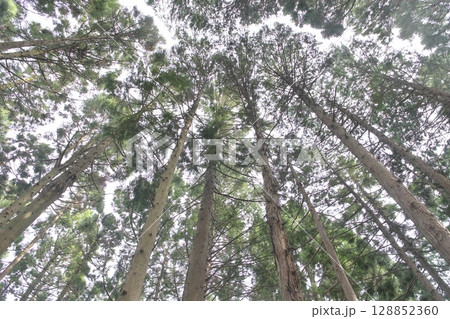 杉林を下から仰ぎ見る 杉林を下から仰ぎ見る 128852360