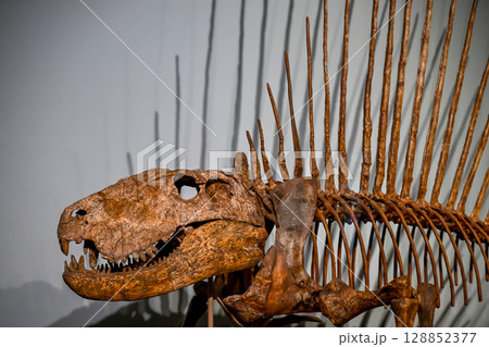 Fossilized spinosaurus skeleton on display in natural history museum during an exhibition about prehistoric creatures 128852377