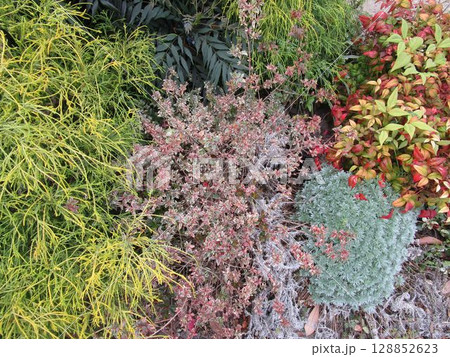 カラフルな観葉植物の寄せ植え カラフルな観葉植物の寄せ植え 128852623