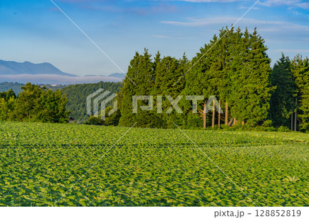 （群馬県）嬬恋村のキャベツ畑 128852819