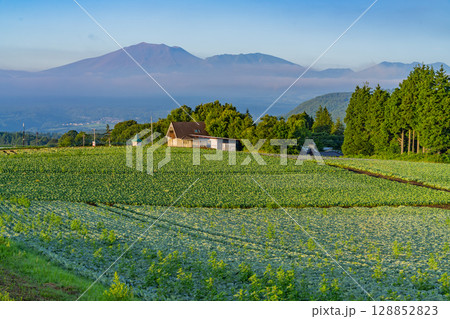 （群馬県）嬬恋村のキャベツ畑 128852823