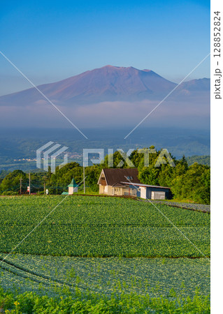 （群馬県）嬬恋村のキャベツ畑 128852824