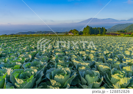 (群馬県)嬬恋村のキャベツ畑 (群馬県)嬬恋村のキャベツ畑 128852826