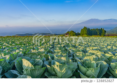 （群馬県）嬬恋村のキャベツ畑 128852827