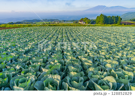 (群馬県)嬬恋村のキャベツ畑 (群馬県)嬬恋村のキャベツ畑 128852829