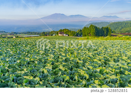 (群馬県)嬬恋村のキャベツ畑 (群馬県)嬬恋村のキャベツ畑 128852831