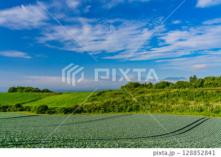 （群馬県）嬬恋村のキャベツ畑 128852841