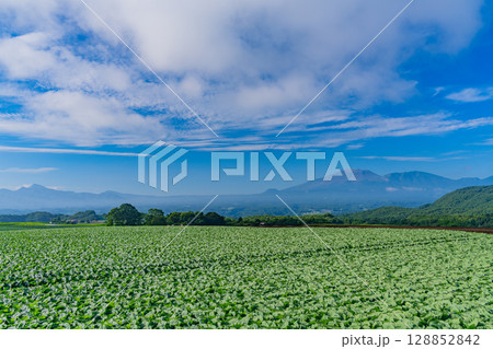 （群馬県）嬬恋村のキャベツ畑 128852842