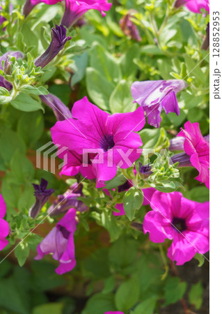 ペチュニアの花 ペチュニアの花 128852953