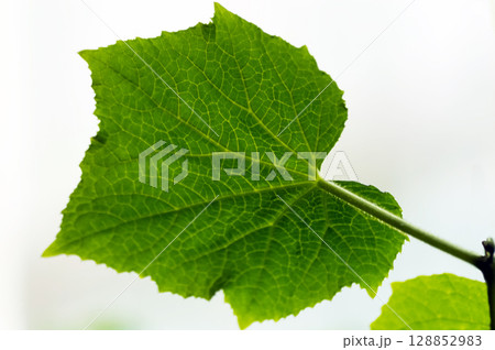 Green leaf of cucmber on a white background. Close-up of green leaf. Macro Green leaf of cucmber on a white background. Close-up of green leaf. Macro 128852983