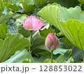 蓮の花のある風景 128853022