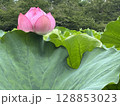 蓮の葉に囲まれた蕾 128853023