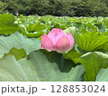 蓮の花、薄いピンク色 128853024