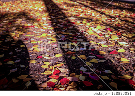 落ち葉の上に樹木の影 128853051